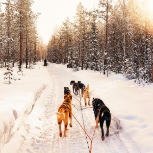 Chiens Husky en Laponie en Hiver. Travel Planner - Organisation de Voyage sur Mesure